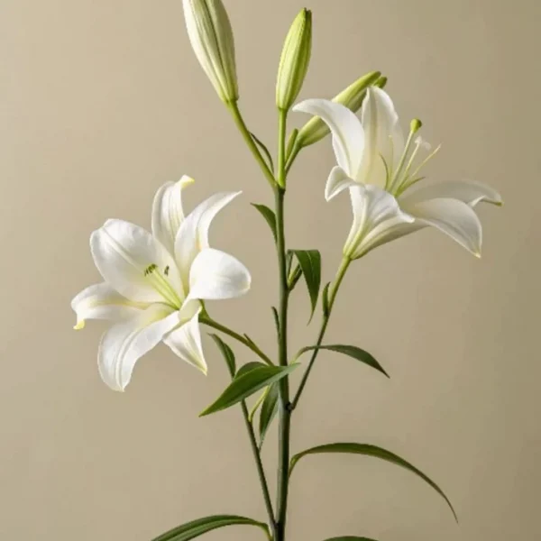百合