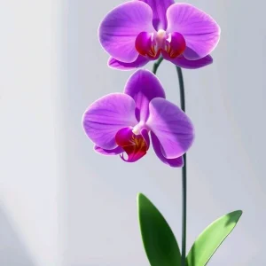 蘭花